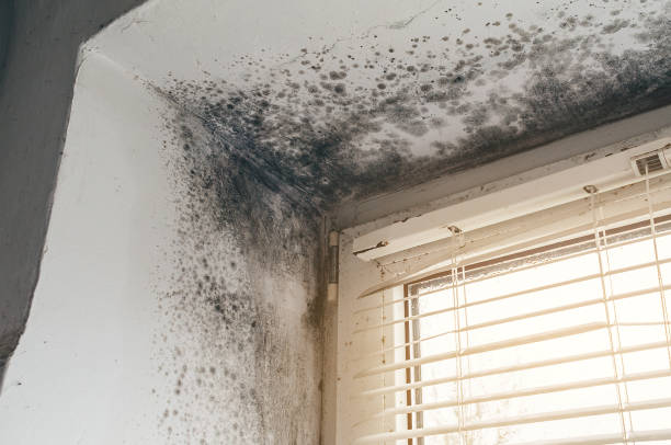 Trusted Basement Mold Remediation service in Cliffside Park, NJ - Cheap Mold Removal