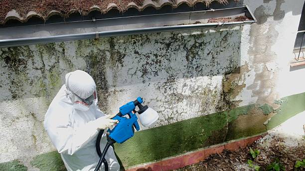 Trusted Mold Inspection service in Cliffside Park, NJ - Cheap Mold Removal